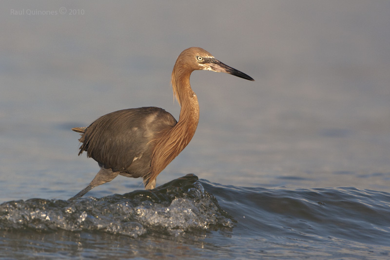 Reddish Egret
