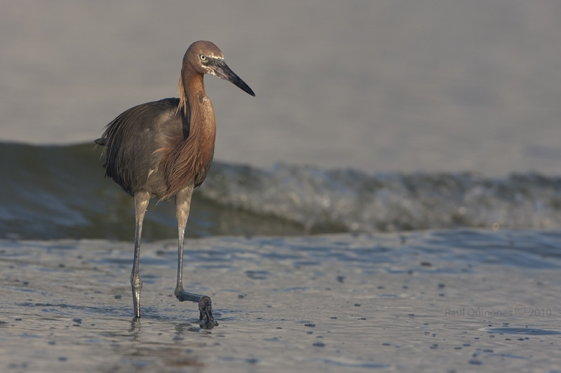 Reddish Egret