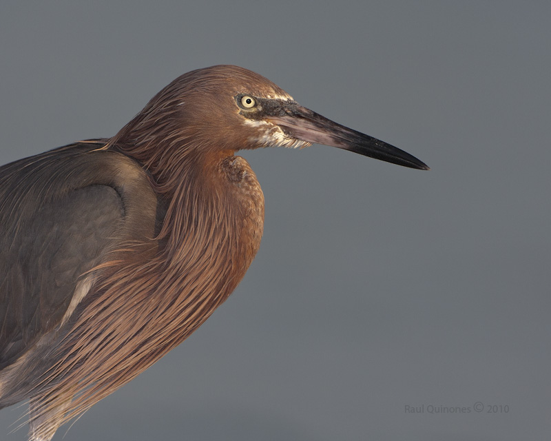 Reddish Egret