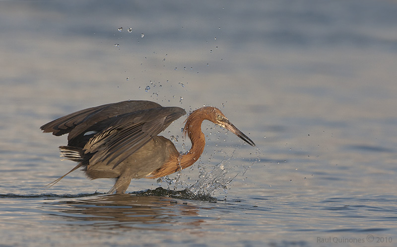 Reddish Egret