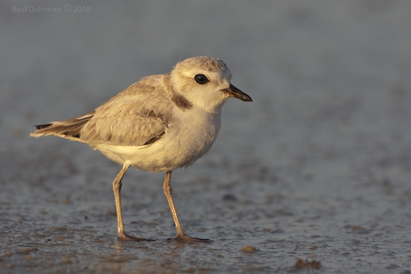 Snowy Plover