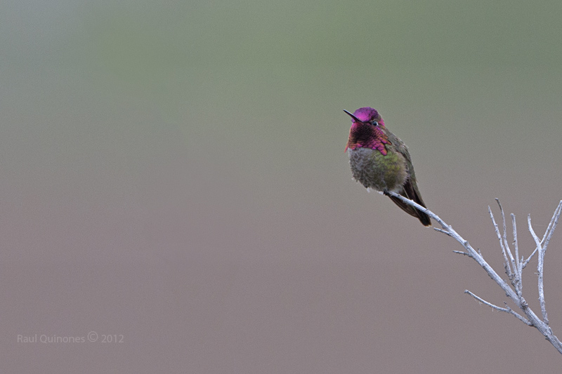 Annas Hummingbird