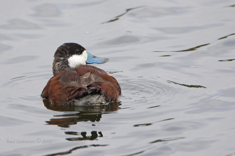 Ruddy Duck