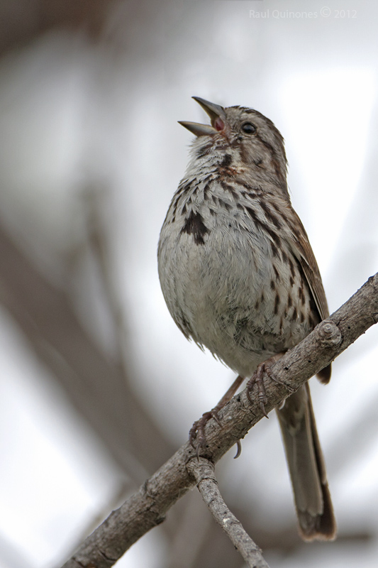 Song Sparrow