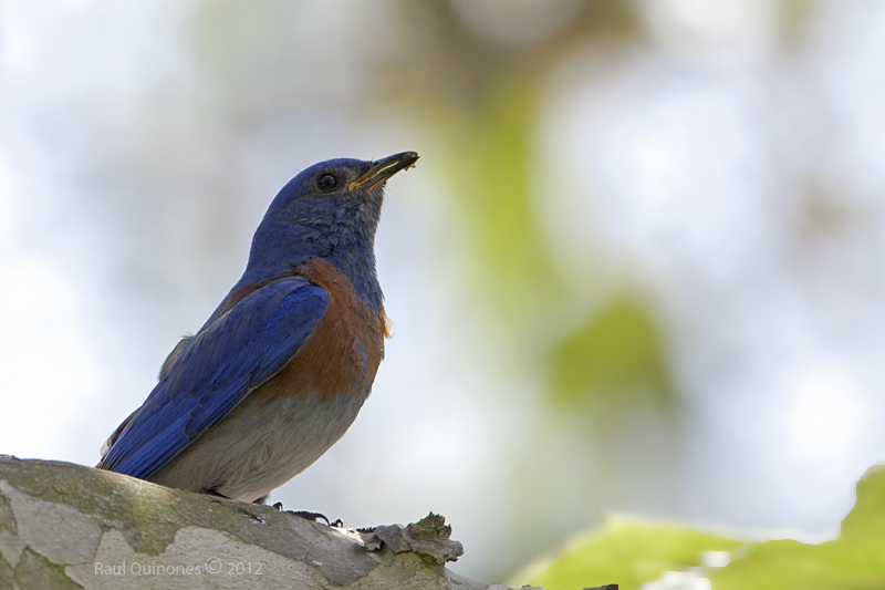 Western Bluebird