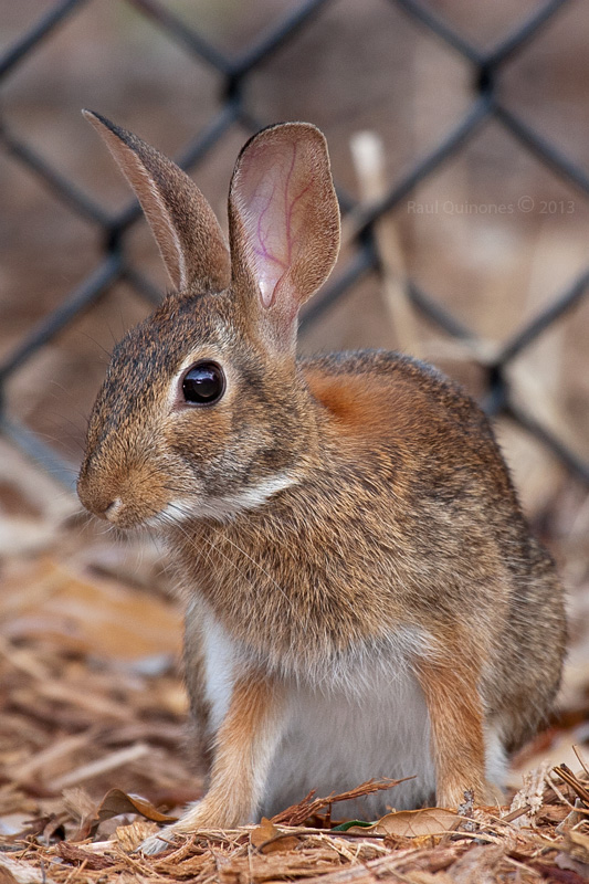 rabbit