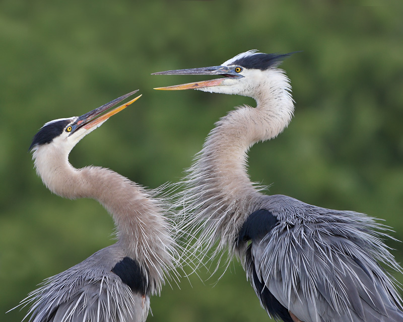 Great Blue Heron (The Display)