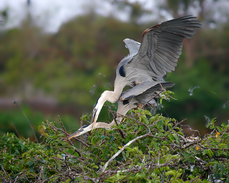 Great Blue Heron (Mating)