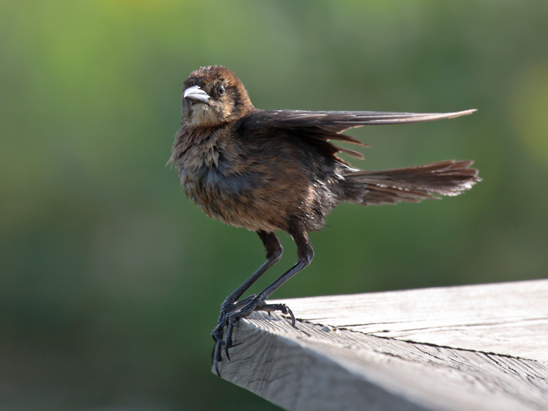 Bob-tailed Grackle (female)