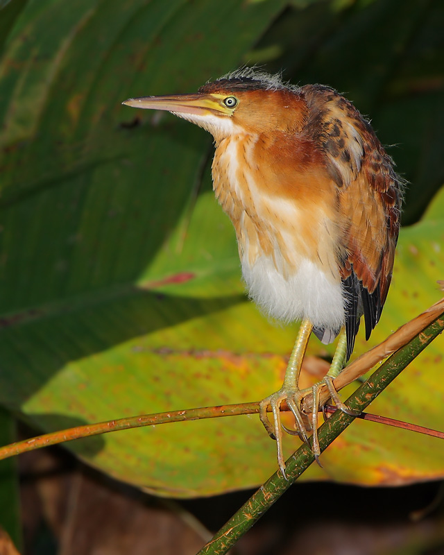Least Bittern (Immature)