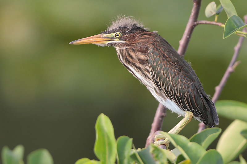Green Heron