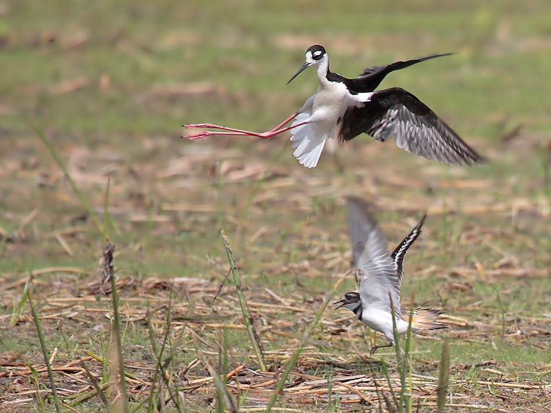 Black-necked Stilt attacking killdeer