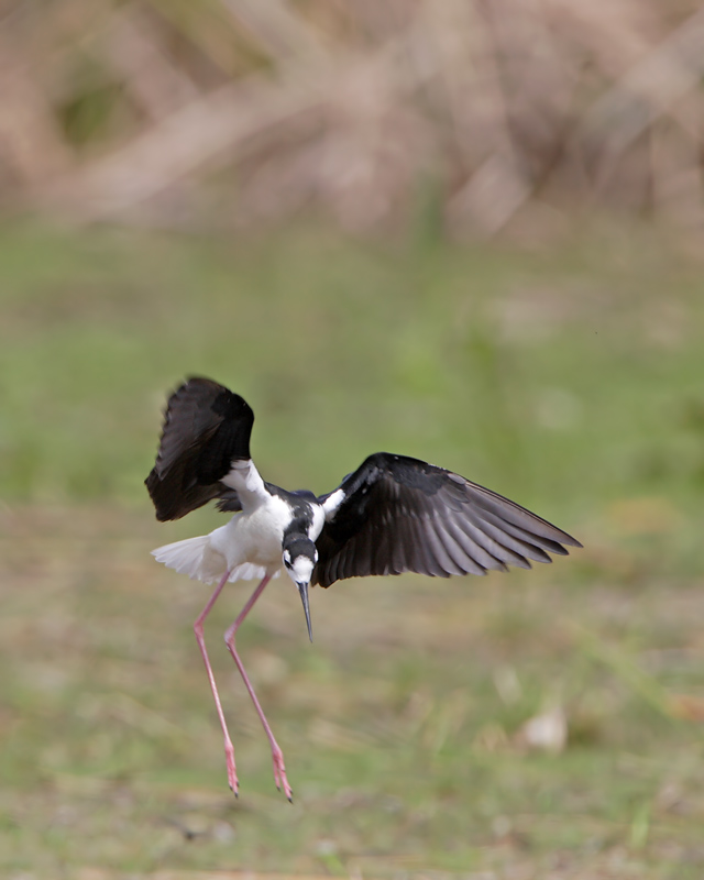 Black-necked Stilt landing