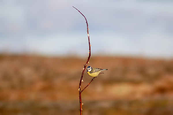 Blue Tit (Parus caeruleus)