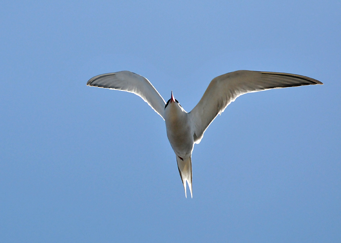 Common Tern (Sterna hirundo)