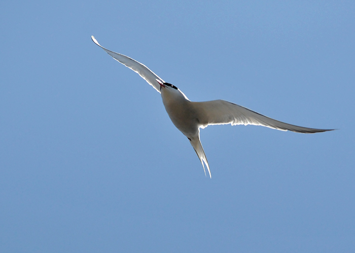 Common Tern (Sterna hirundo)