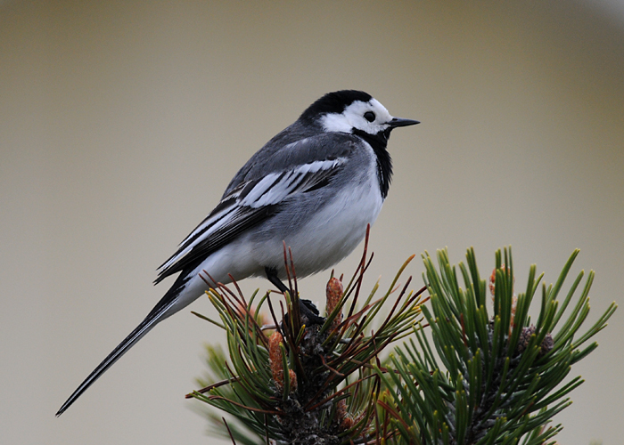 Pied wagtail (Motacilla alba yarrellii?)