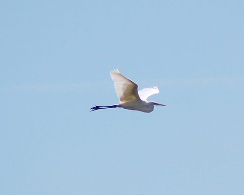 Great white egret (Casmerodius albus)