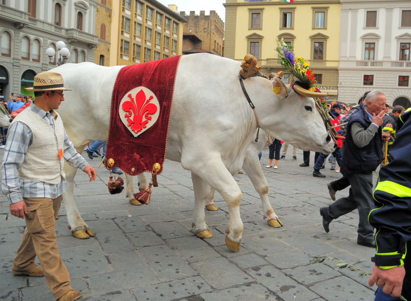 Oxen in Easter bonnet,Florence