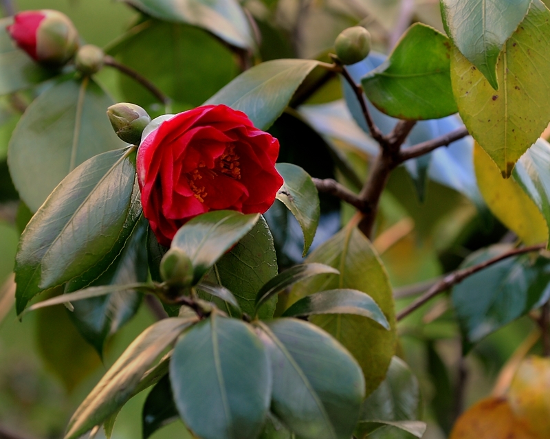 The lovely camellia is back