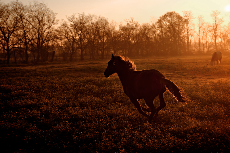 Double D Ranch / Horses 013