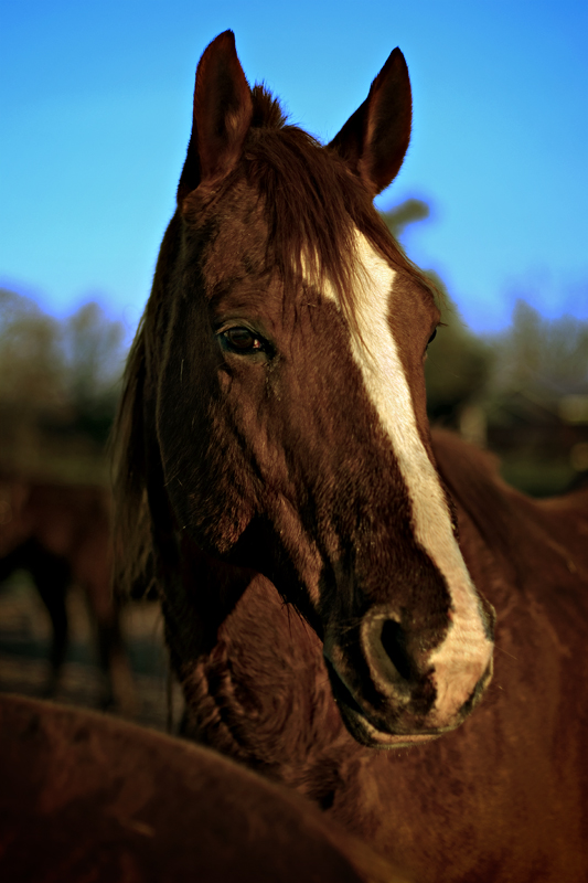 Double D Ranch / Horses 019