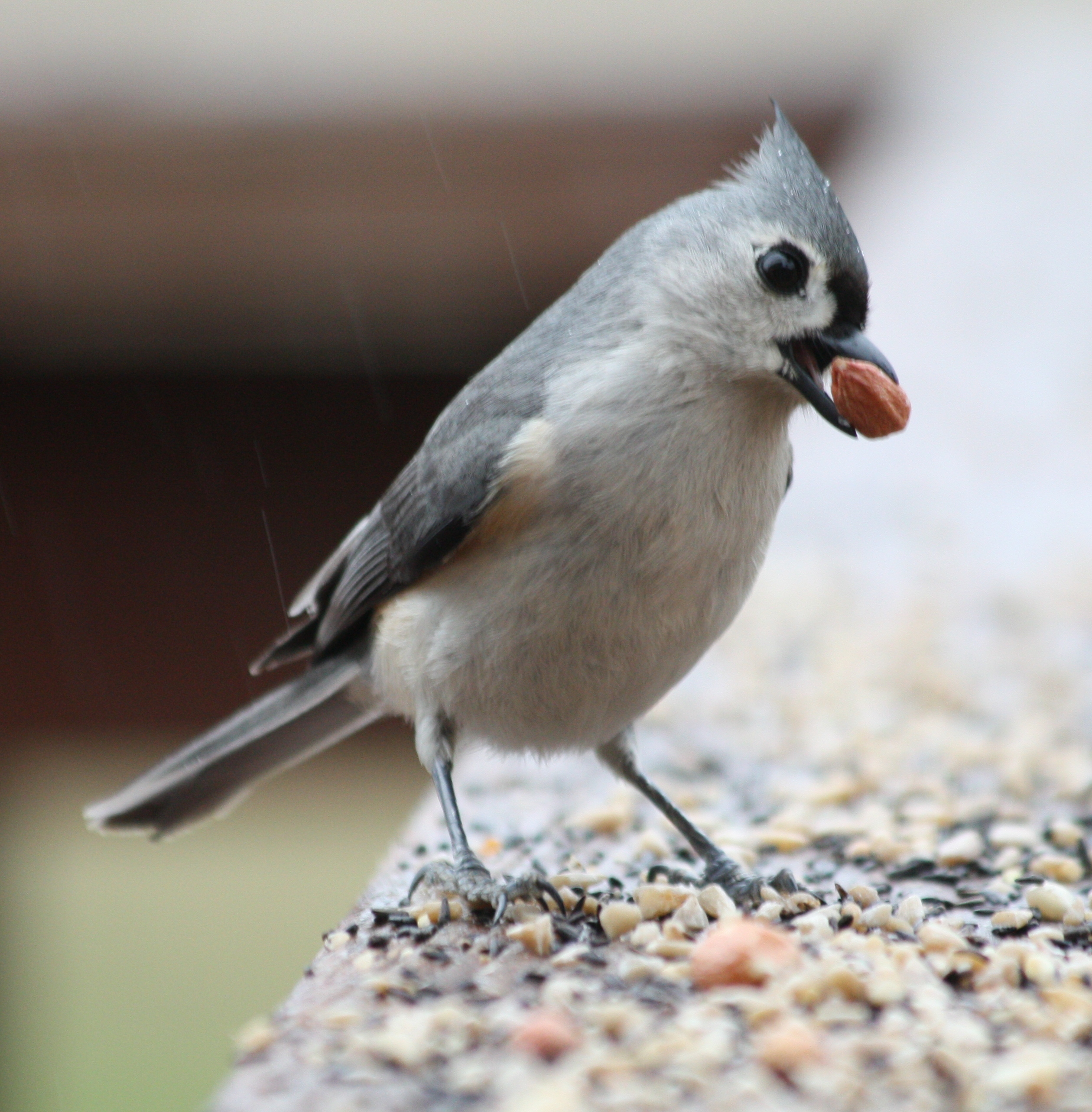 5644 Tufted Titmouse.JPG