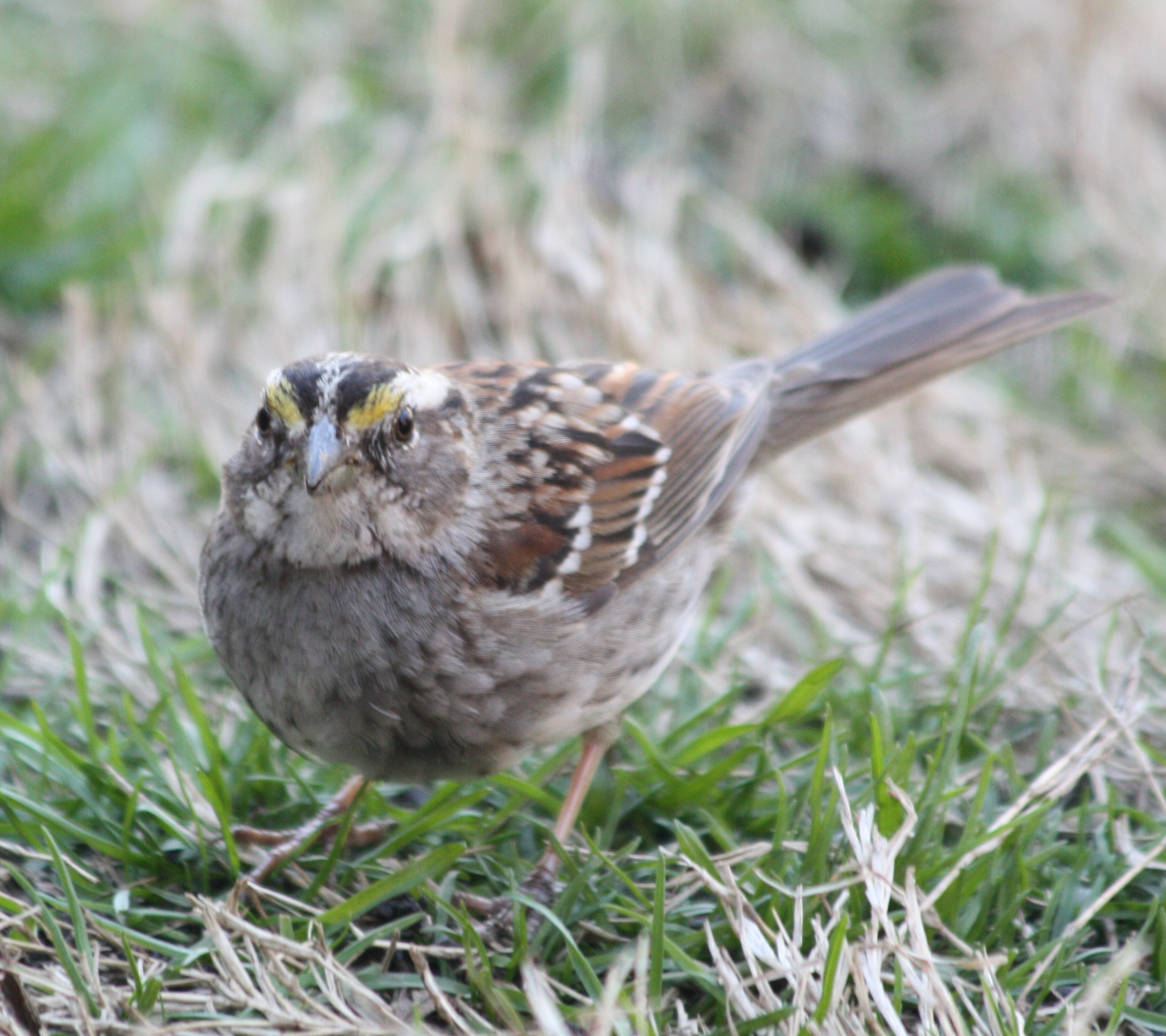 5791 Wht Throated Sparrow.JPG