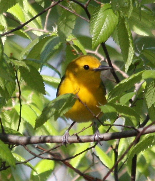 6285 Prothonotary Warbler
