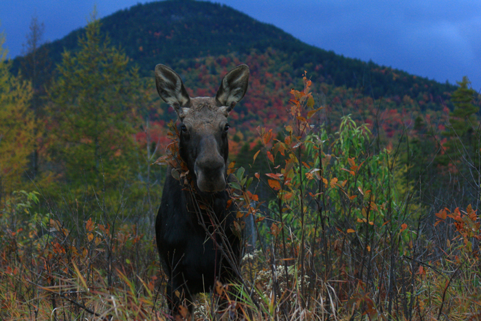 Yearling Bull Moose Browsing Pincherry