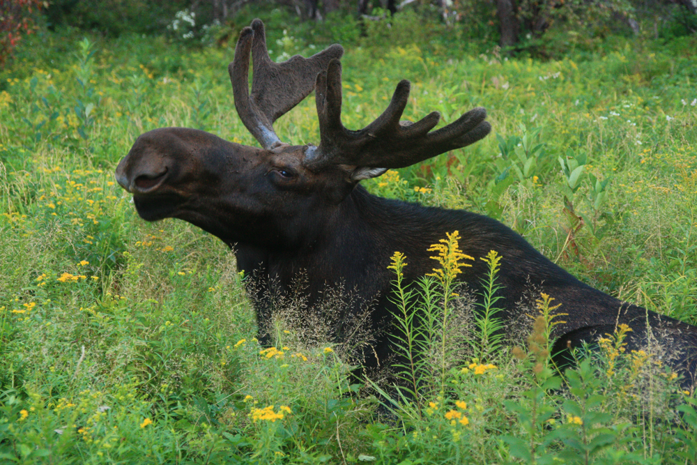 Bull Moose Resting in Wildflowers