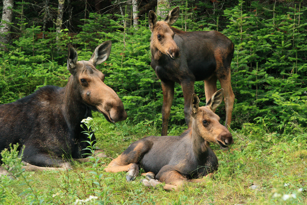 Proud Mama Moose With Her New Calves