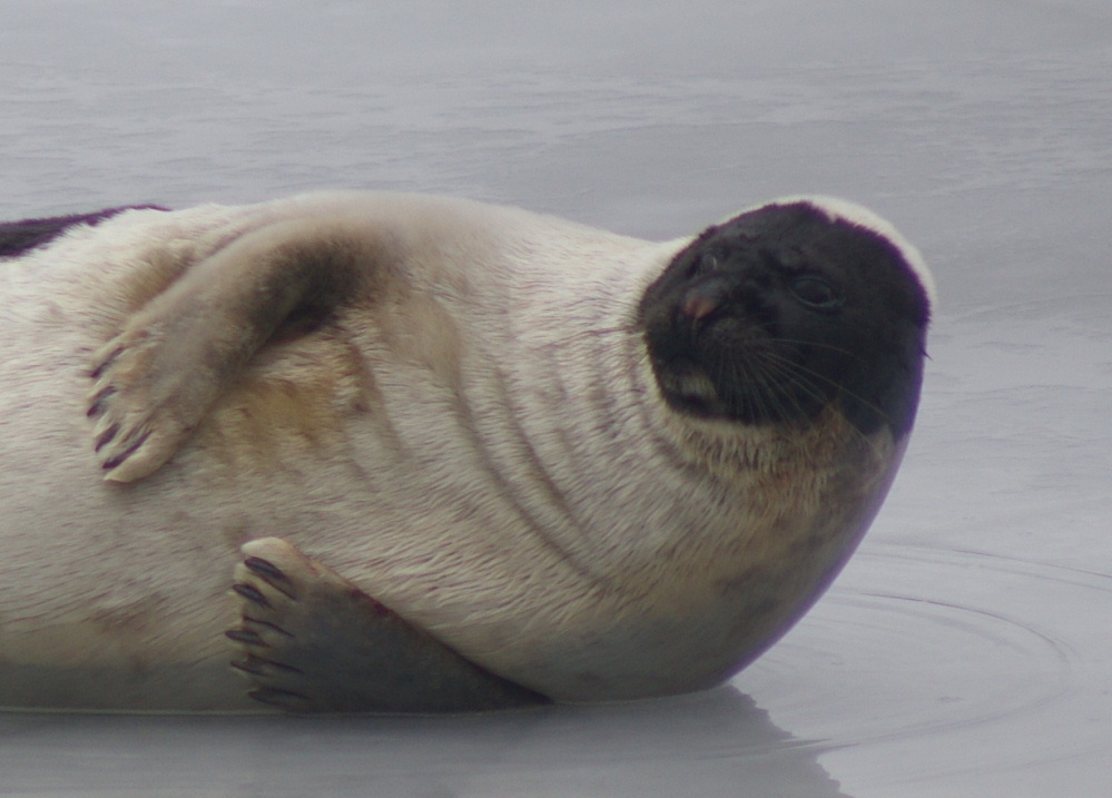 Harp Seal