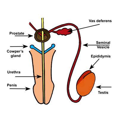 male-accessory<br>reproductive-structures