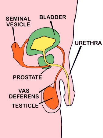male-urongenital<br>system-urine