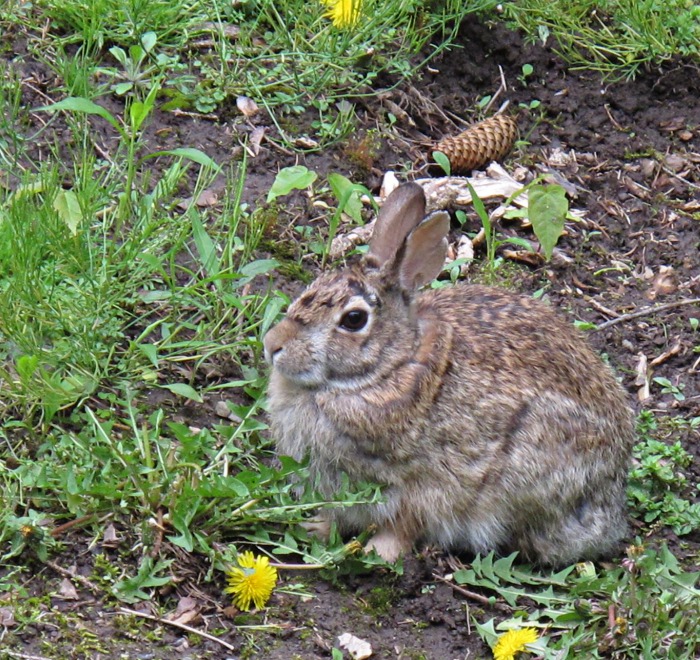 Eh, Whats up Doc?