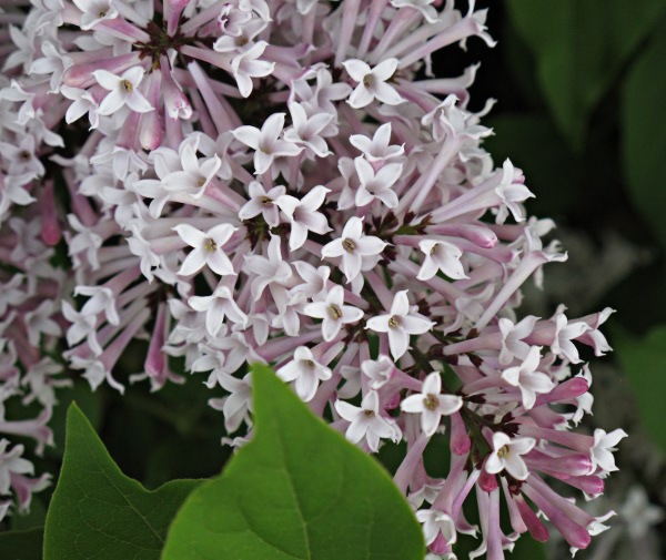 Lilacs