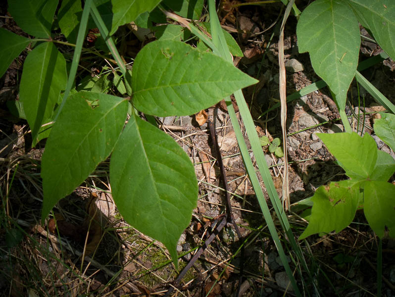 Let It Be - Its Poison Ivy!