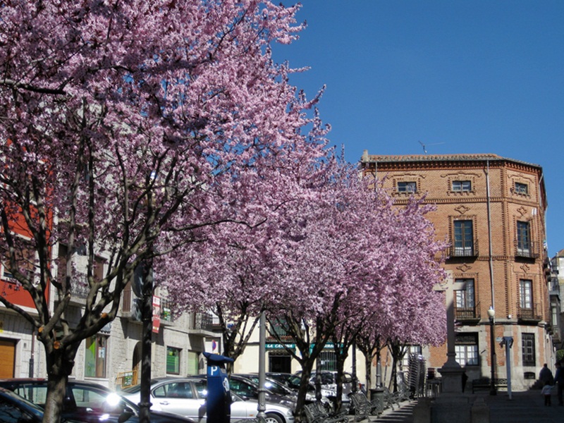 Avila. Plaza Pedro Dvila