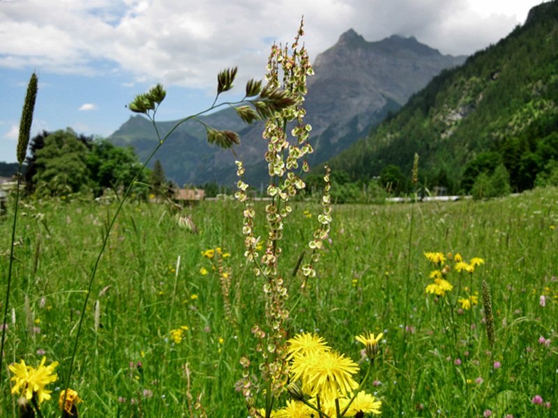 Kandersteg (Berner Oberland)