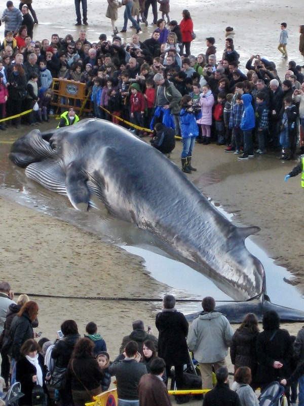 Una Ballena en la Playa de la Concha