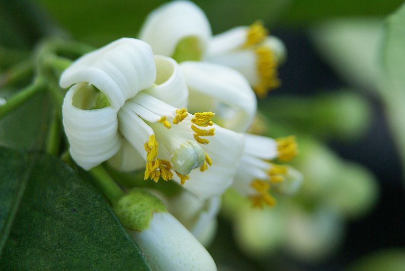 Unusual white flower