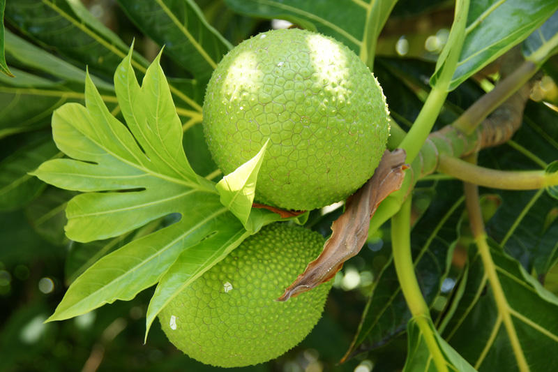 Breadfruit