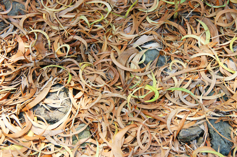 Koa leaves