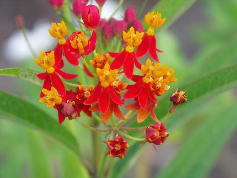 Roadside flower