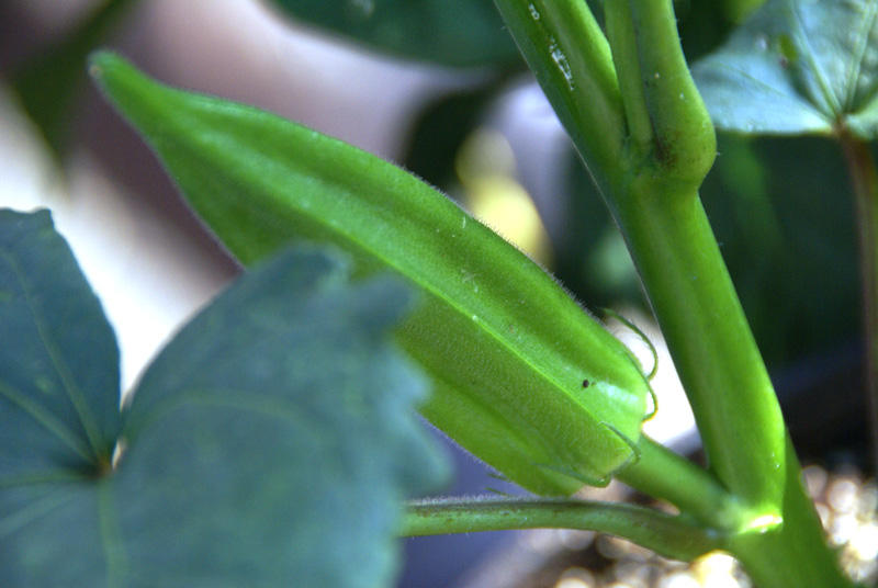 Mature Okra