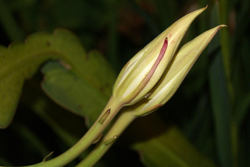 White cereus buds