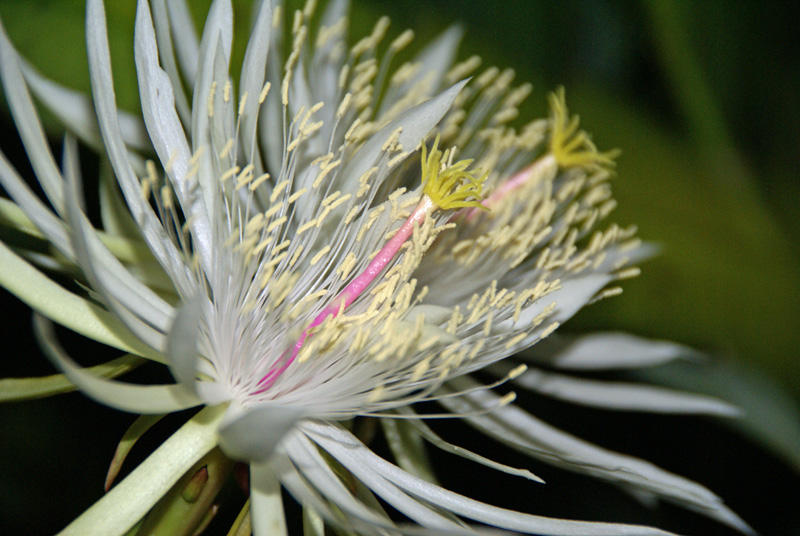 White cereus bloom