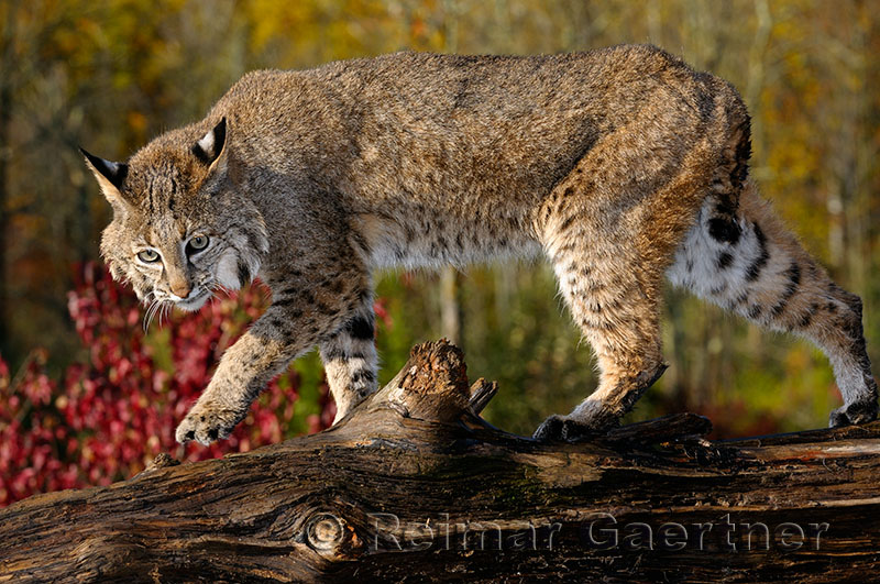 177 Bobcat 1.jpg