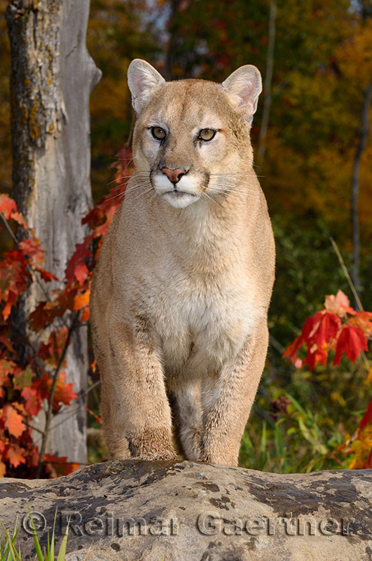 179 Cougar 14.jpg